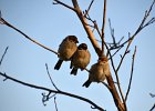 Ringmus (Passer Montanus) - Ulaanbaatar 06-08-2016 (3)